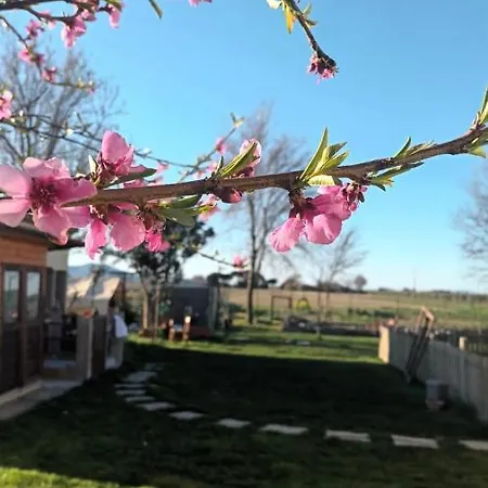 Podere 660 Il Salice Marrucheto